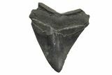 Serrated, Fossil Megalodon Tooth - South Carolina #236232-1